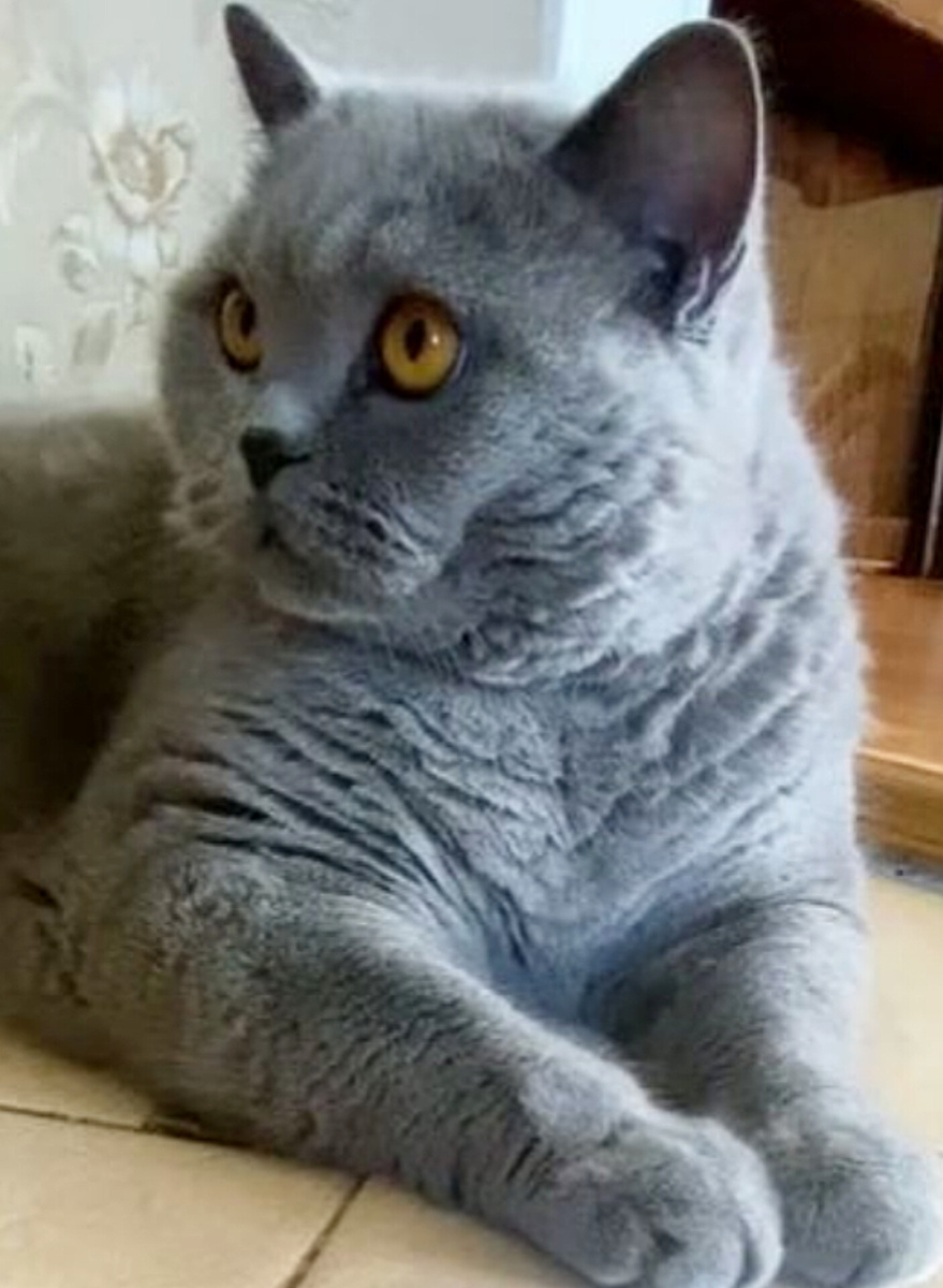 Кот Арсений. Скриншот с канала "КотоПёсиЯ"