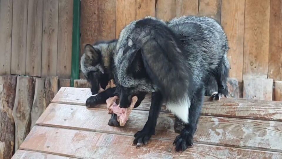    Обед в зоопарке. Источник: t.me/zoo22ru