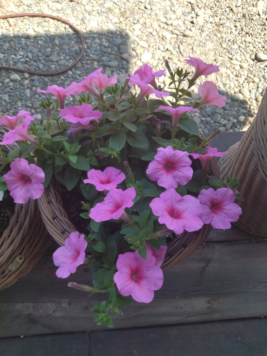  Easy Wave Pink Passion 