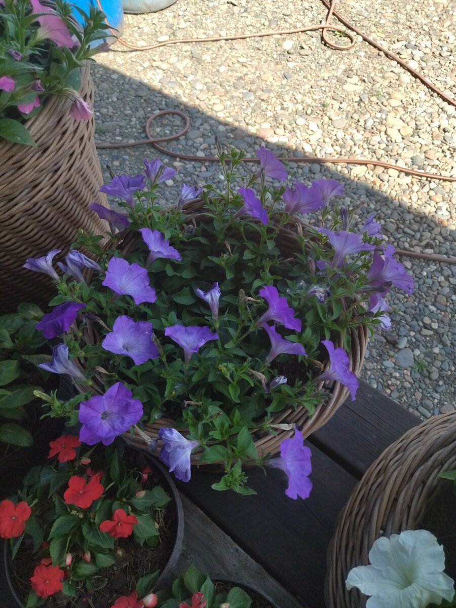 Easy Wave Lavender Sky Blue