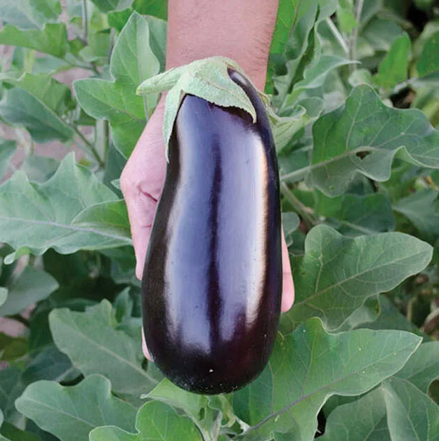 Баклажан сорта "Алмаз"