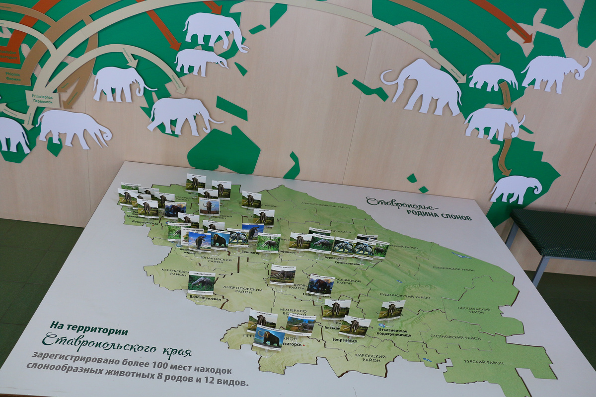 Места, где были найдены скелеты слонов на Ставрополье- почти по всему краю! 