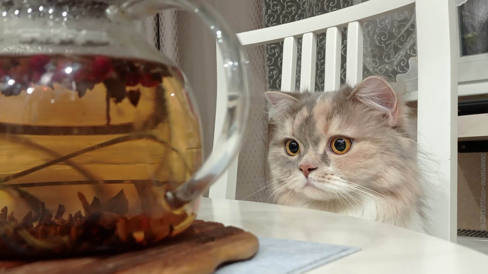 Кошечка смотрит в чай... © NickFW.ru — 01.02.2024г.