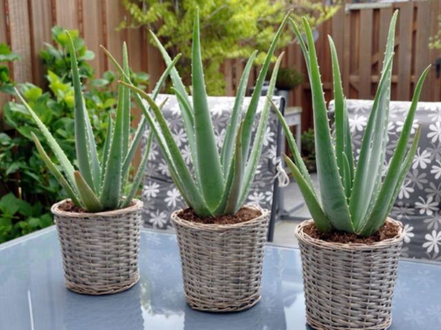 Алое вера. Уход в домашних условиях.