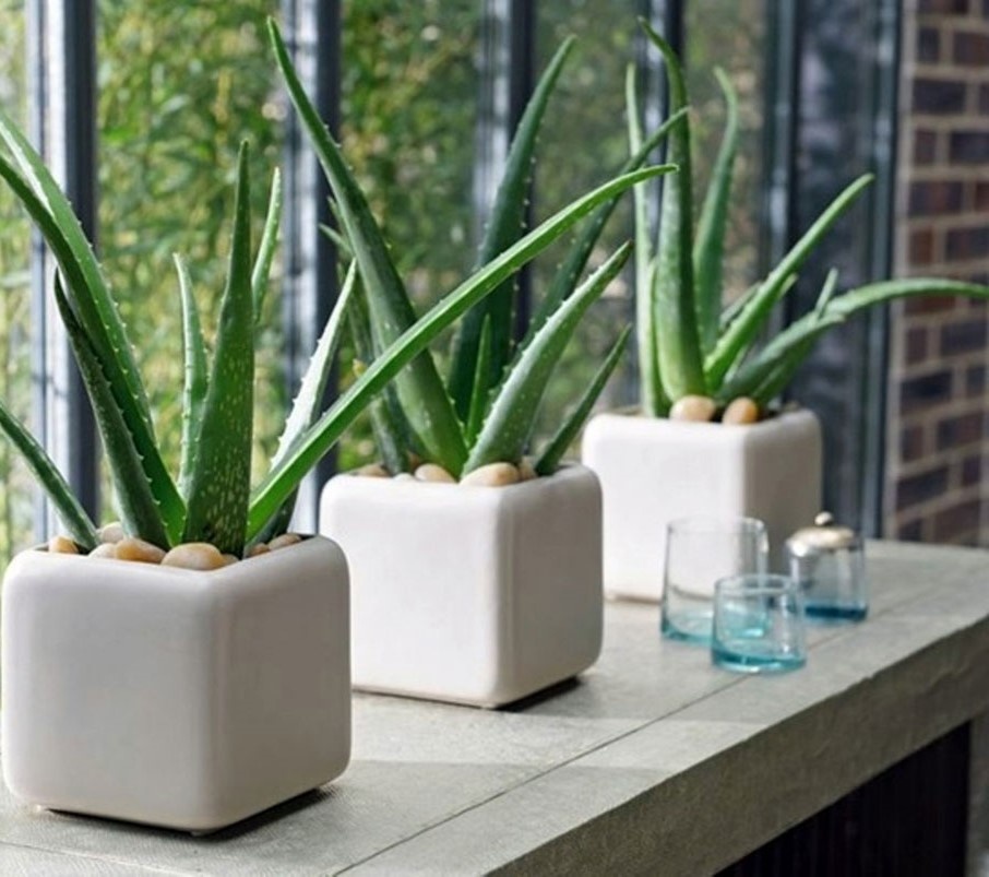 Алое вера. Уход в домашних условиях.