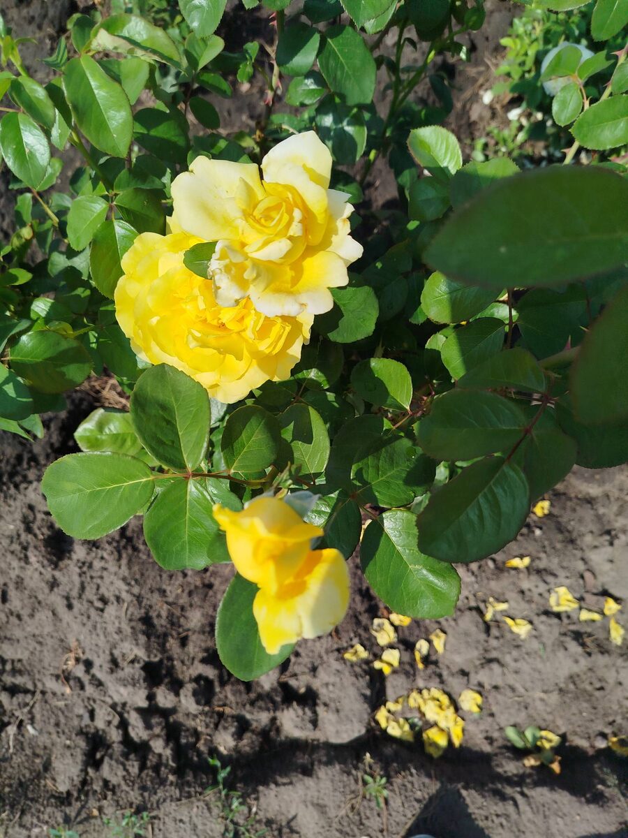 Безымянная. В хорошем температурном режиме цветет обильно, крупными цветками