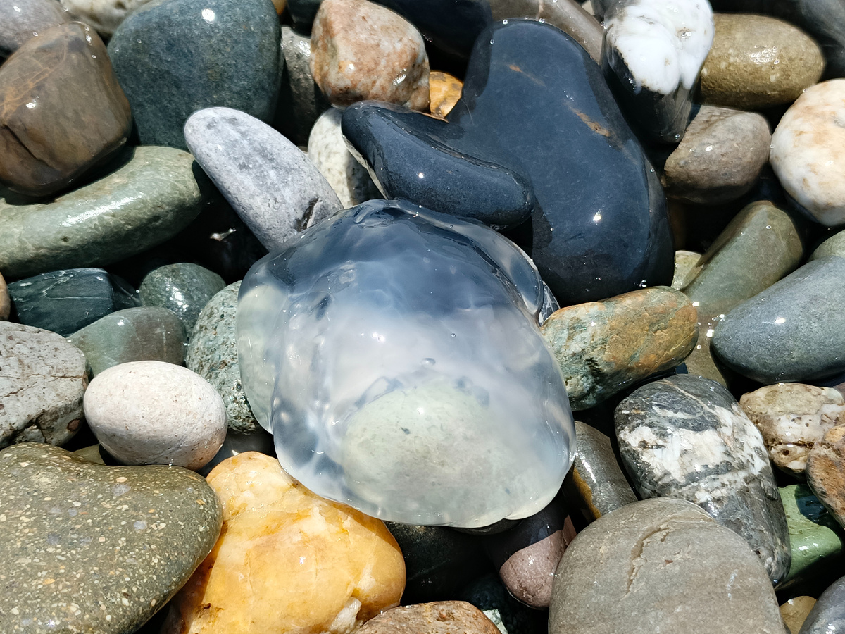 ФТ Сириус Имеретинская набережная, июнь 2025 г.