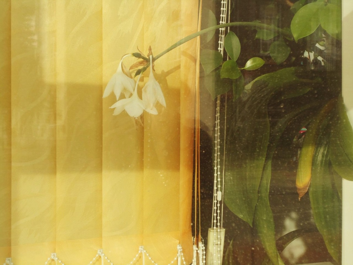 в дошкольном детстве я не сразу запомнила название"эухарис", поэтому говорила "амазанская лилия" (слив венецианский и амазонский в одно!)