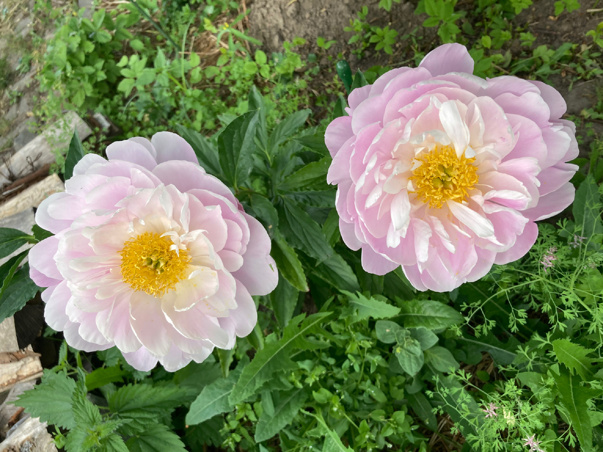 Пион Flying Pink Saucer, фото мое