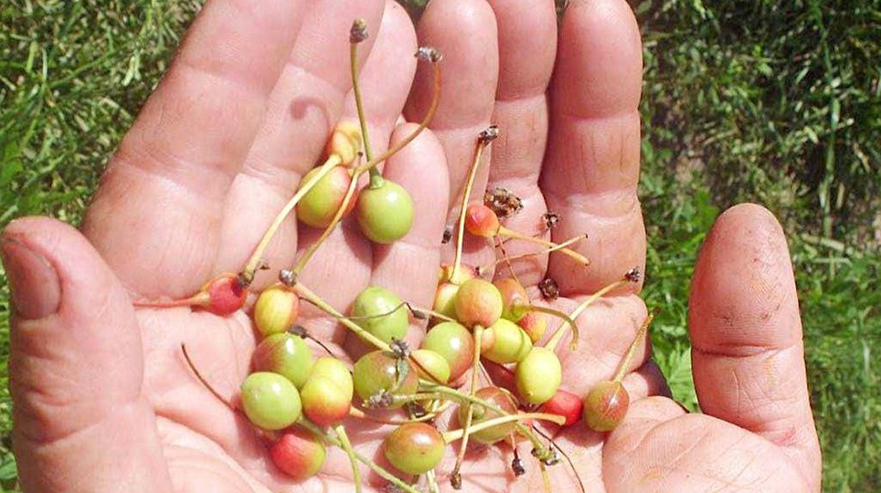 Опадает завязь у вишни и сливы: почему это происходит и как спасти урожай