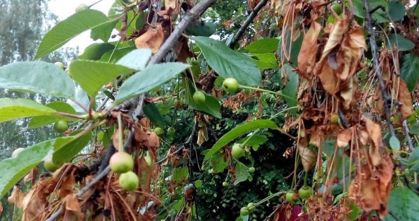 Защита вишни от монилиоза с июня по октябрь: биопрепарат каждые 7 дней — залог здоровья