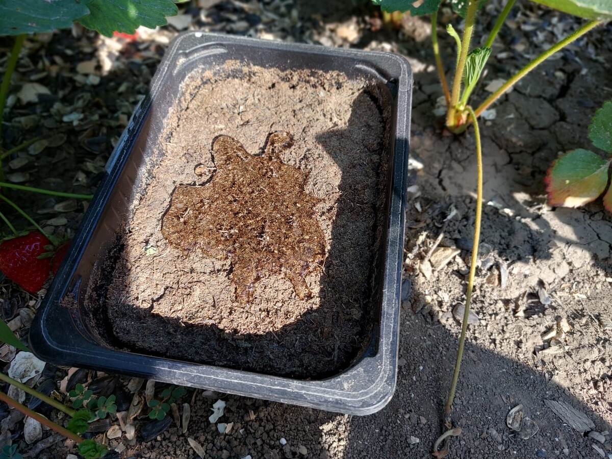 Пересушенный торф плохо впитывает воду