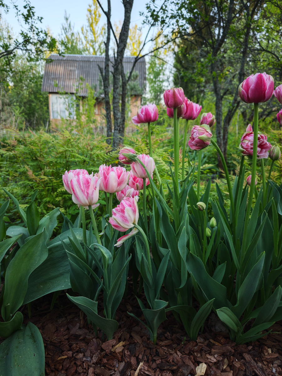 Анжелика - слева, неФокстрот - справа