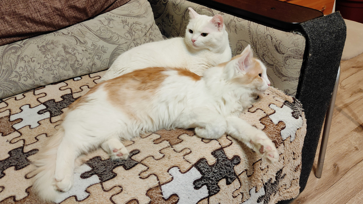 Можете угадать, где здесь дама, а где кавалер?