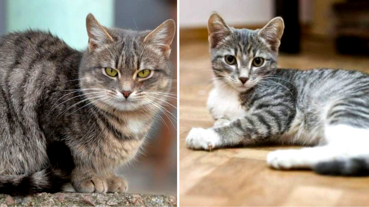 Фото №2. Кто тут кошка, а кто кот, как думаете? Пишите ответ в комментарии!