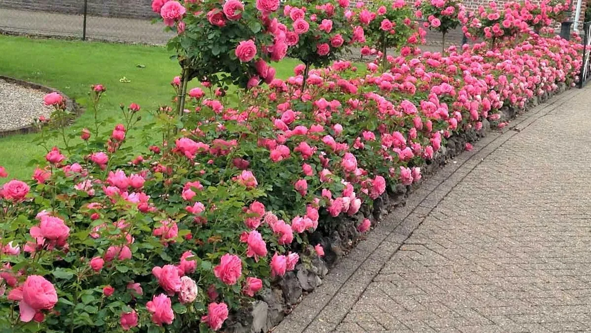 Розы высаженные на склоне