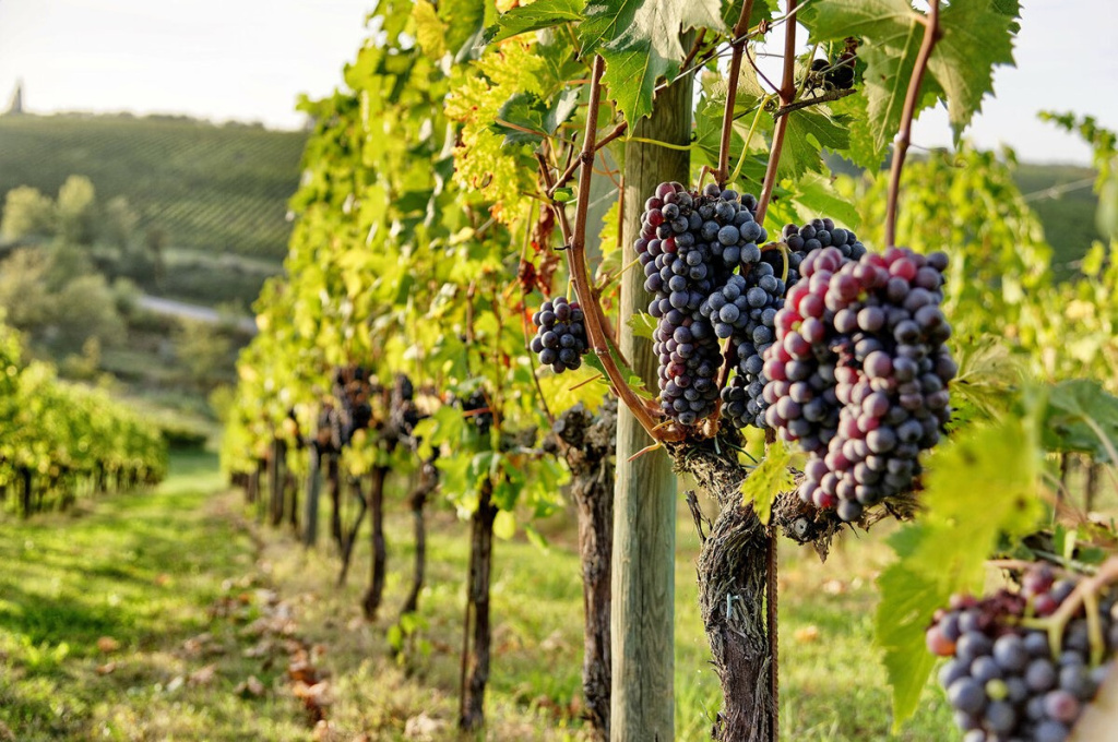 Санджовезе отлично передает терруар