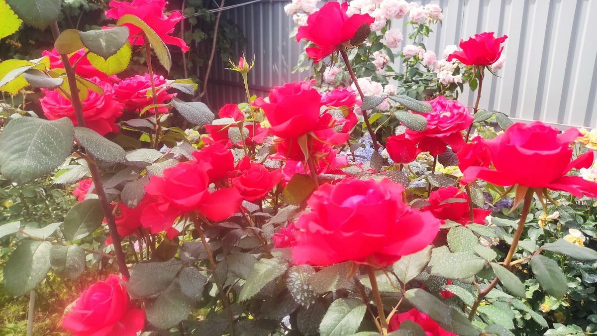 Цветение роз в моем саду