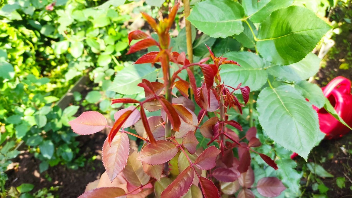 Эти самые побеги называются «слепыми», потому что глазки цветов там будто закрылись и решили проспать сезон 😴 Они совершенно бесплодны, бесполезны и приносят вам только разочарование.