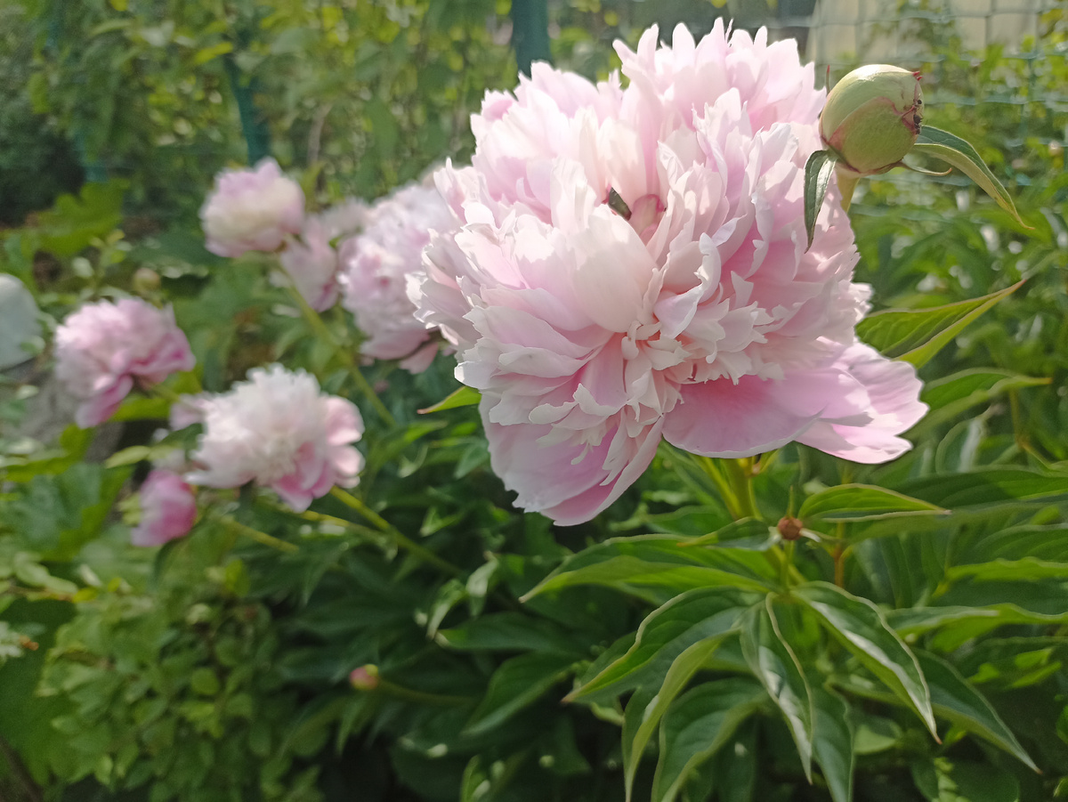 Вторая волна цветения пионов. Фото автора