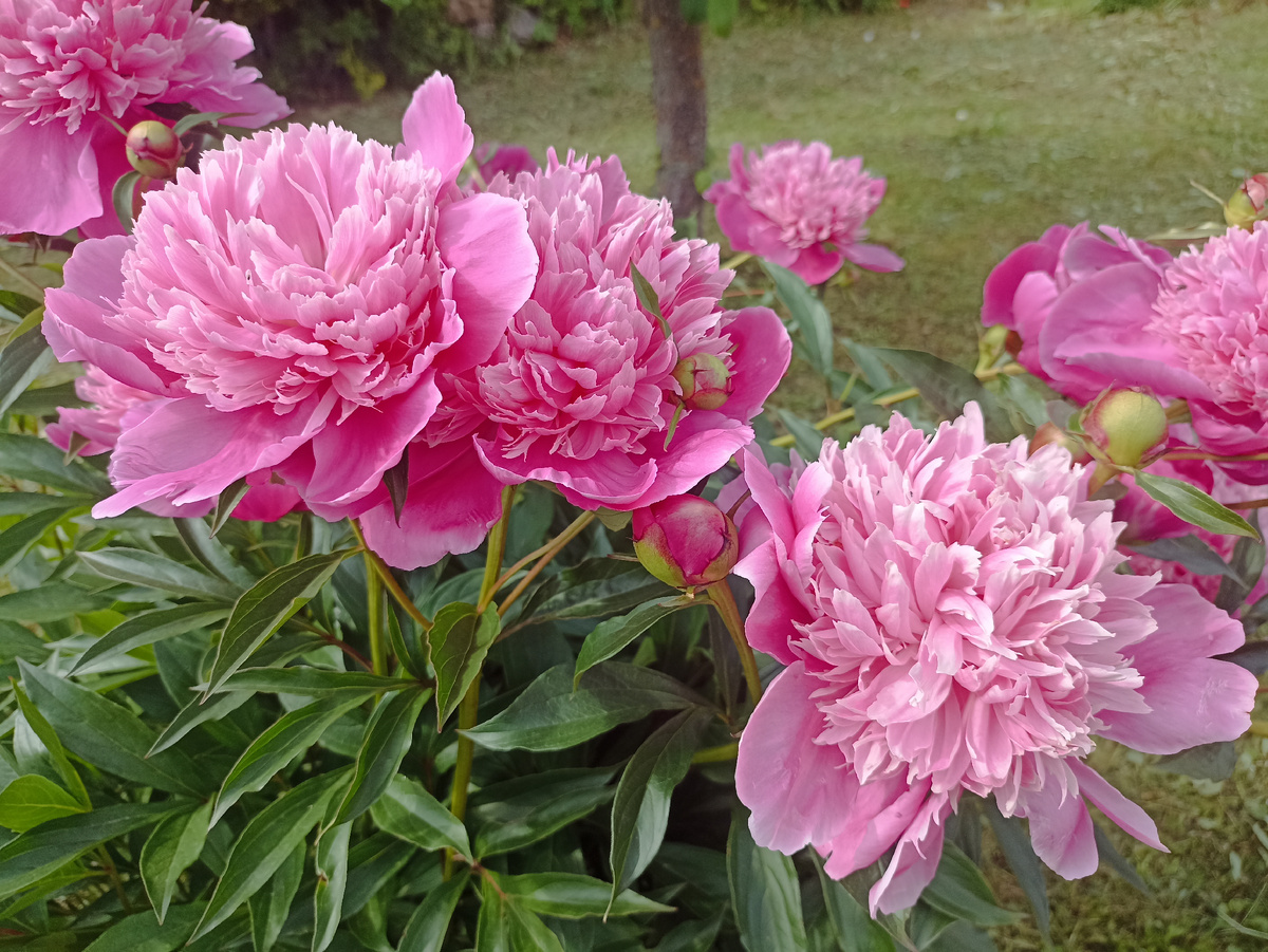 Очаровательное цветение. Фото автора