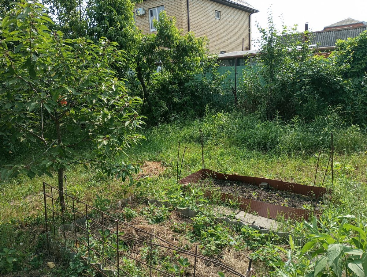 Часть огорода и угол сада