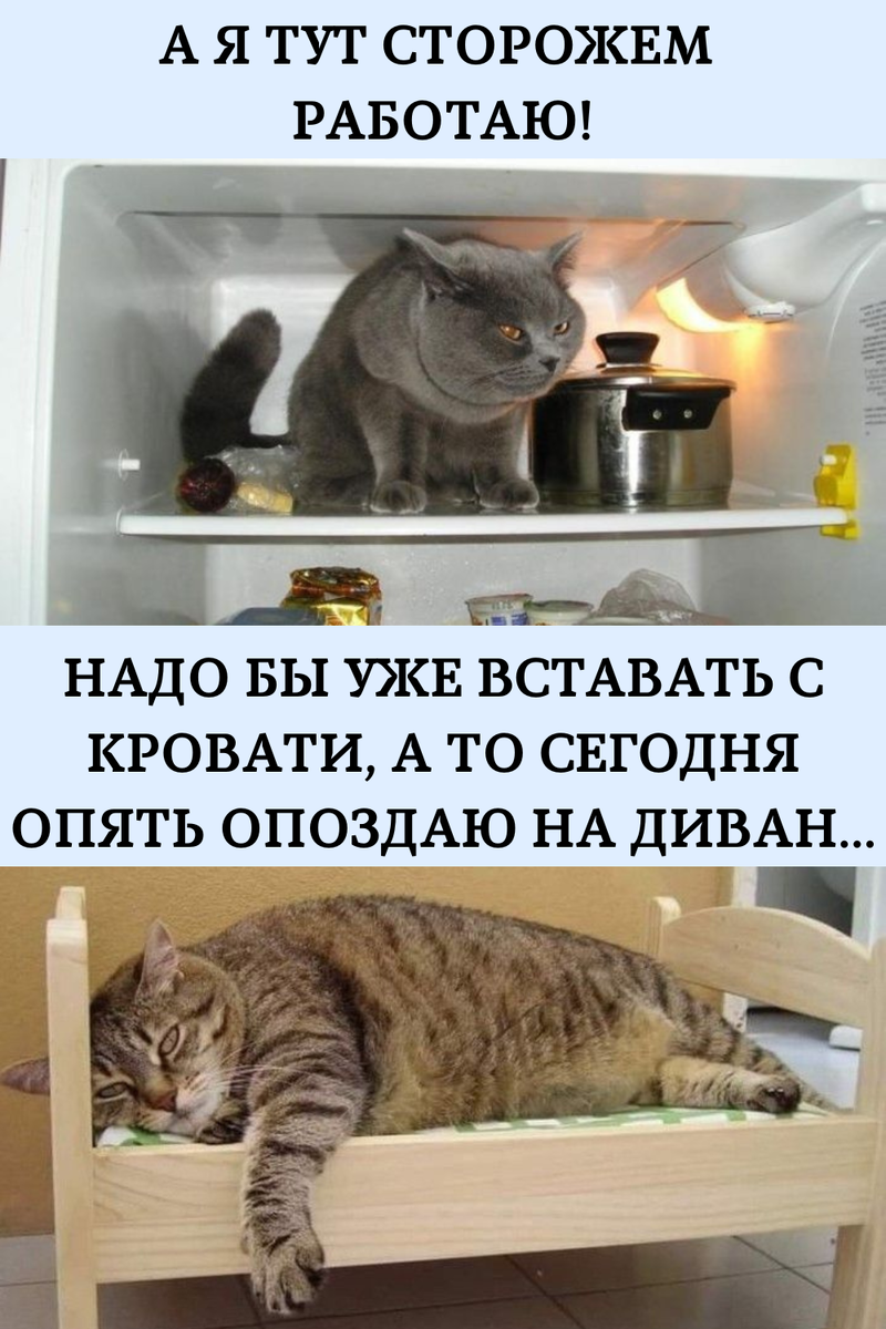 Лень и объедаловка — это не про котиков.