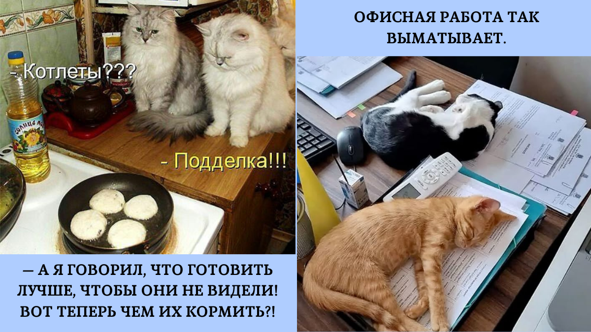 Реакция котиков на готовку и работу 😹