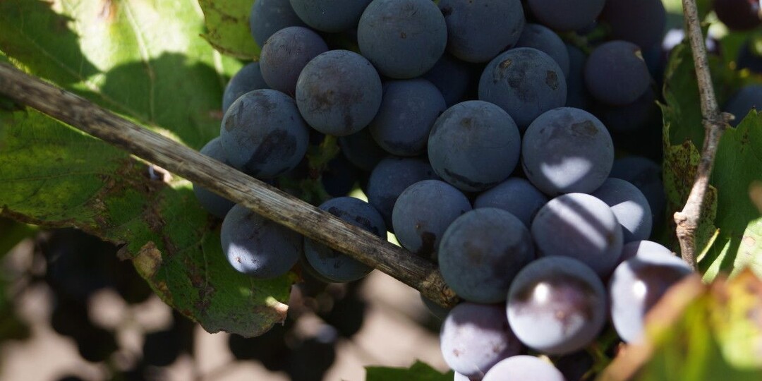 Выращивание винограда Изабелла на даче