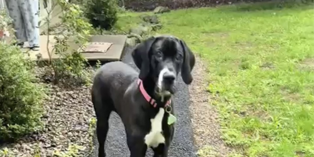Слепой пес встретил любимую хозяйку после месяцев разлуки