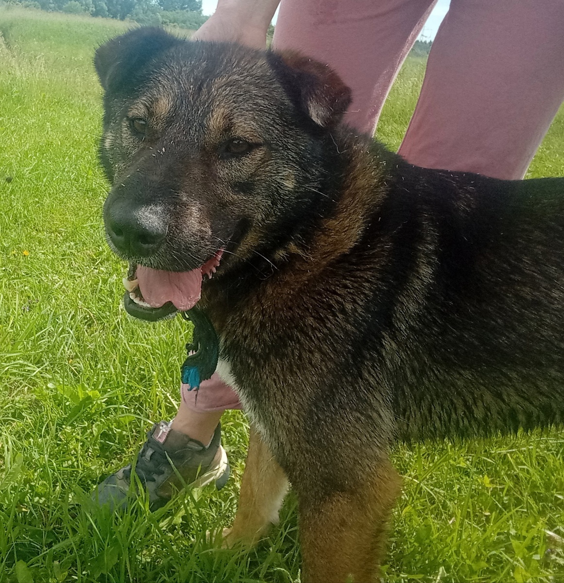 Красавчик Цезарь