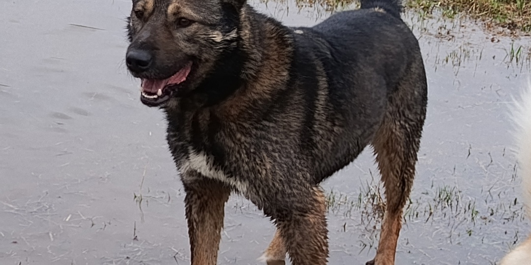 Предали и уехали: Цезарь выживал зимой, а теперь живет в приюте и ждет своего человека