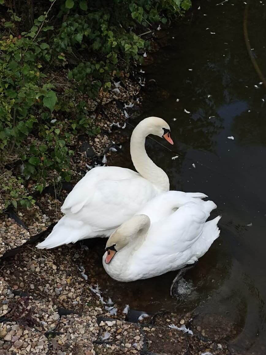 Вот такие красавцы там обитают. Фото автора