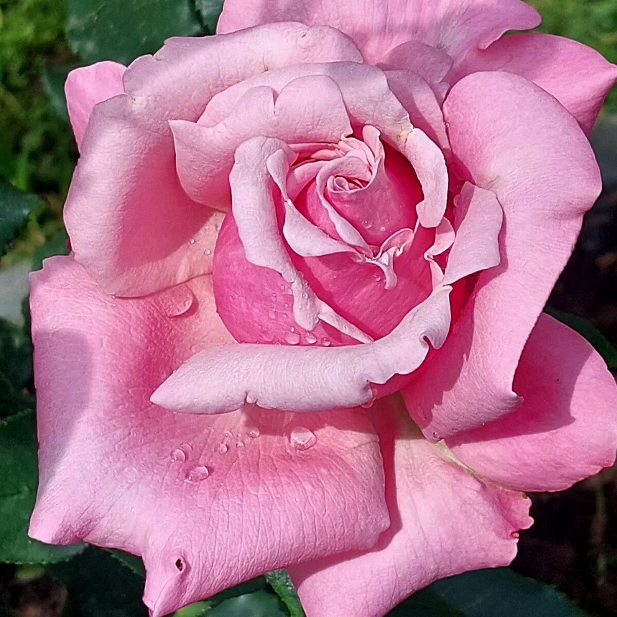 Парфюм же Либерти. Ч/г роза