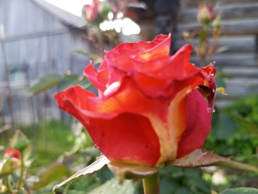 Немного красоты к грустной главе. Сегодня алый цвет, а завтра всё увянет.