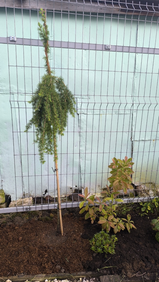 Листопадный загорел чутка, два дня стоя под ярким солнцем.