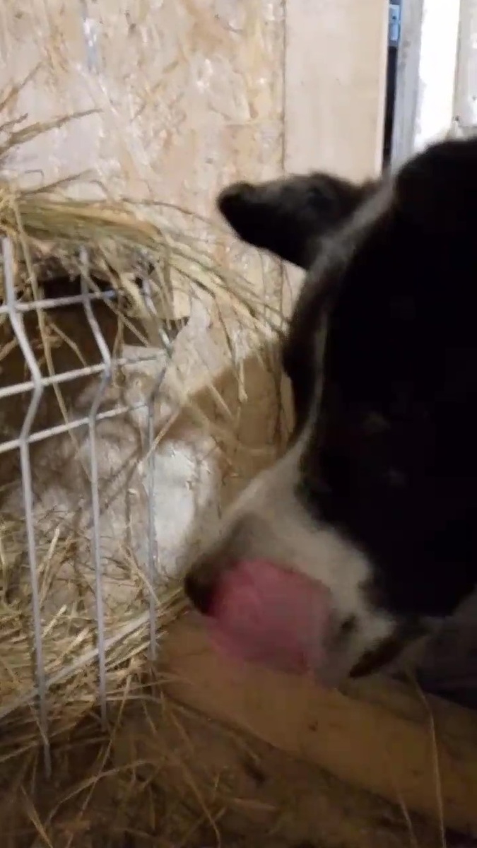 ( кадр размыт, с видео брала, не обессудьте )))