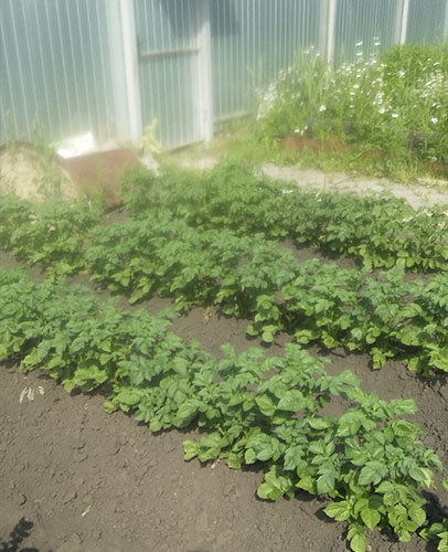 Летние посадки - это молодой картофель осенью.