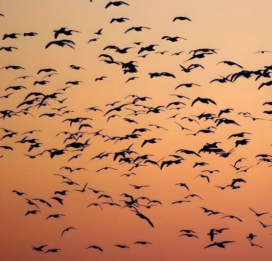 Птицы преодолевают огромные расстояния, чтобы добраться до места зимовки