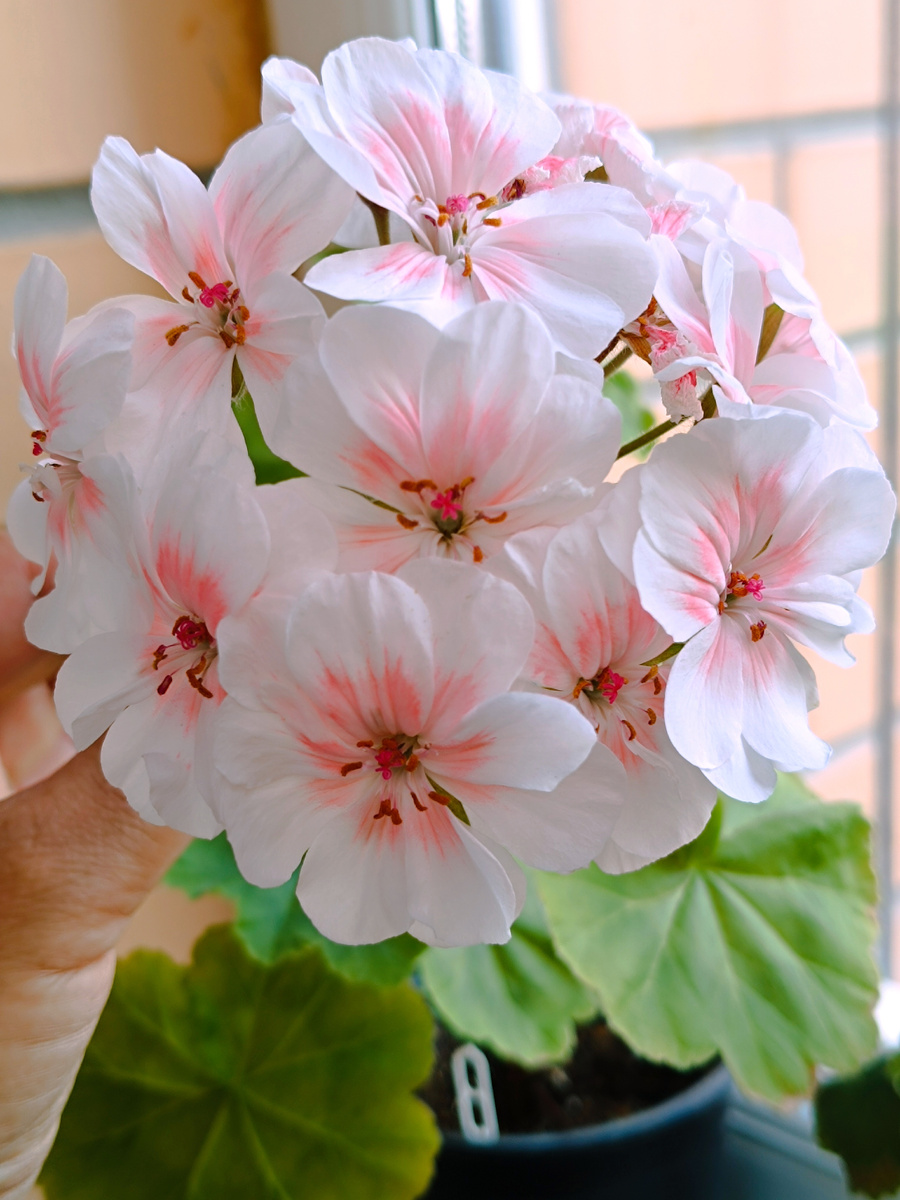 PG Lovely Wera. Цветет охотно, в теплой зимовке не нуждается. Но после холодной  зимовки зацвела раньше. 