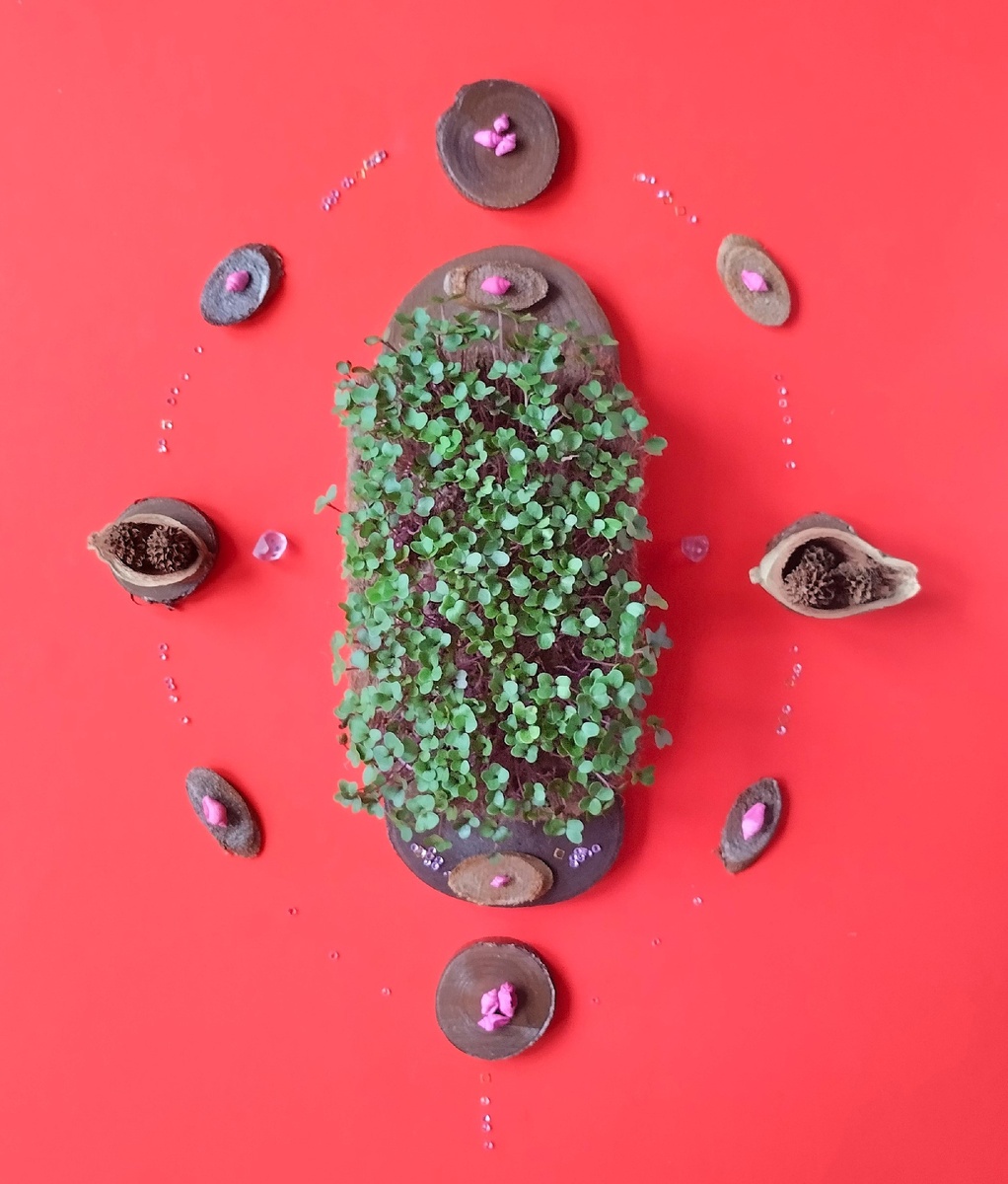 Микрозелень кольраби.