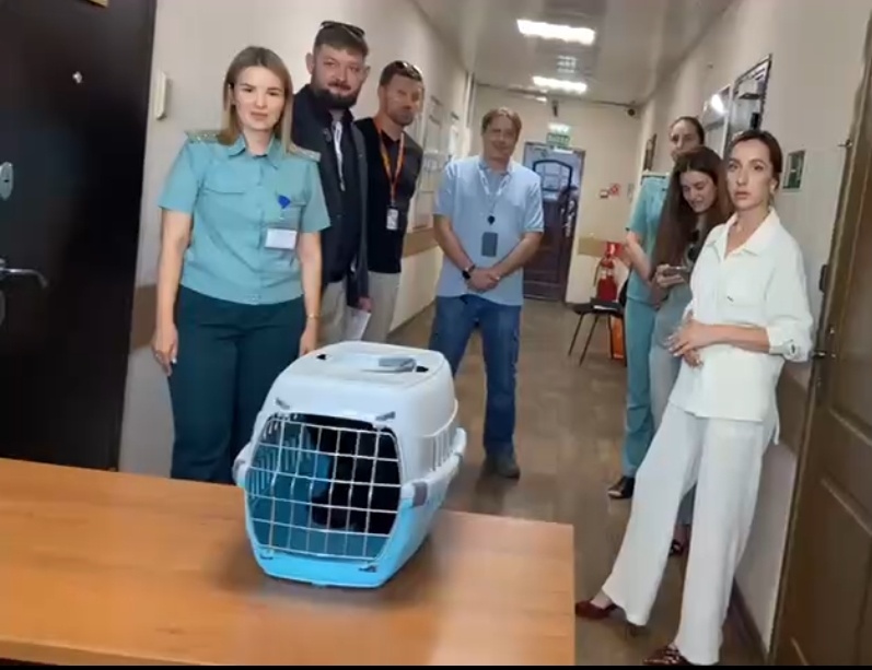 Скрин видео из ТГ