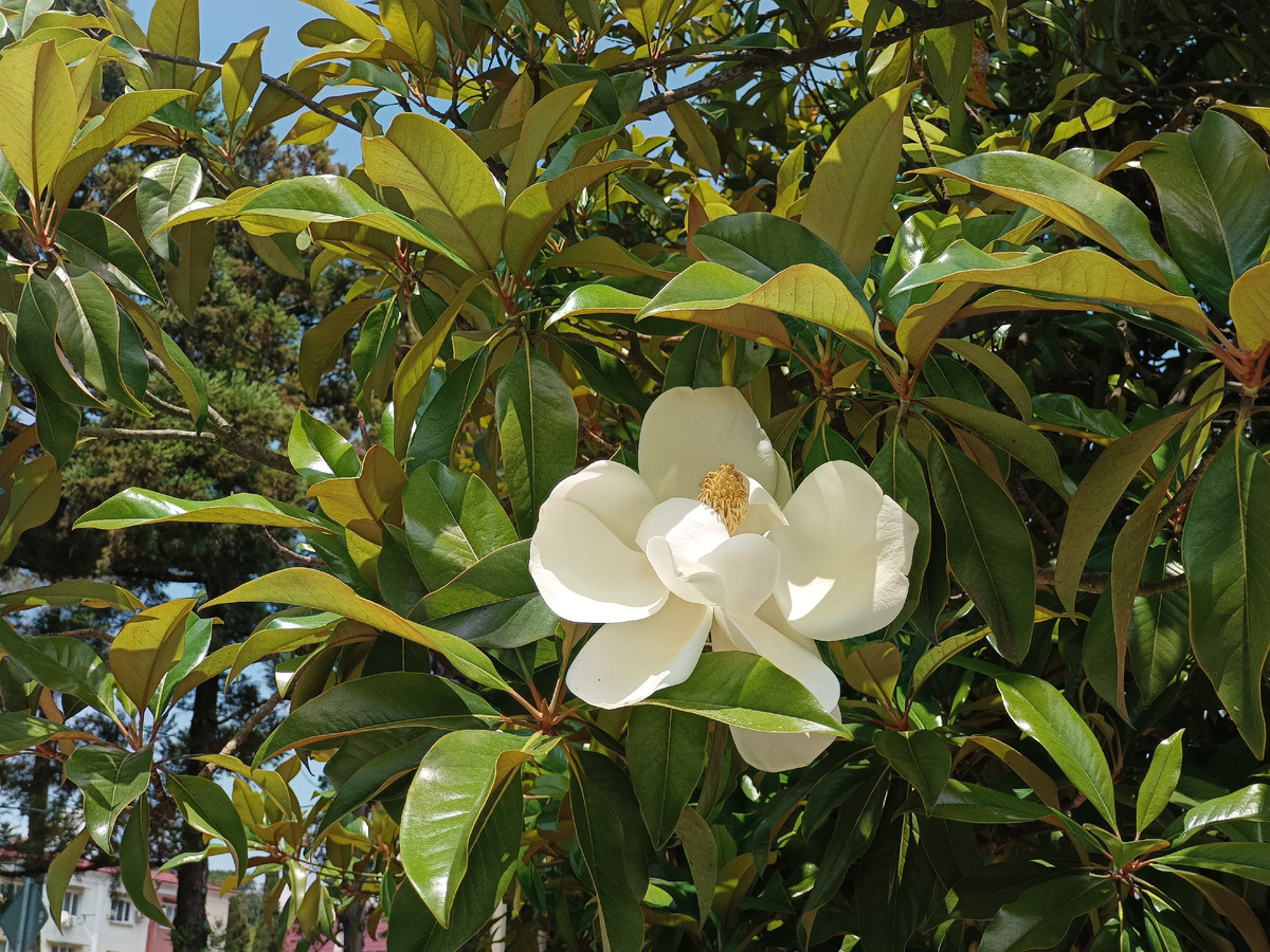 Адлер, Магнолия грандифлора (крупноцветковая), июнь 2025 г.