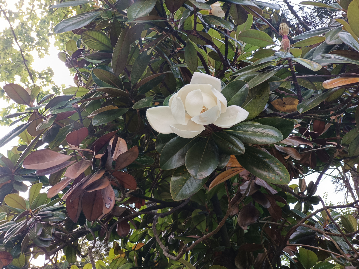 Адлер, Магнолия грандифлора (крупноцветковая), июнь 2025 г.