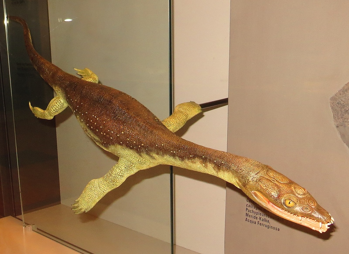 Нет, это не симозавр, а его близкий родич – лариозавр.