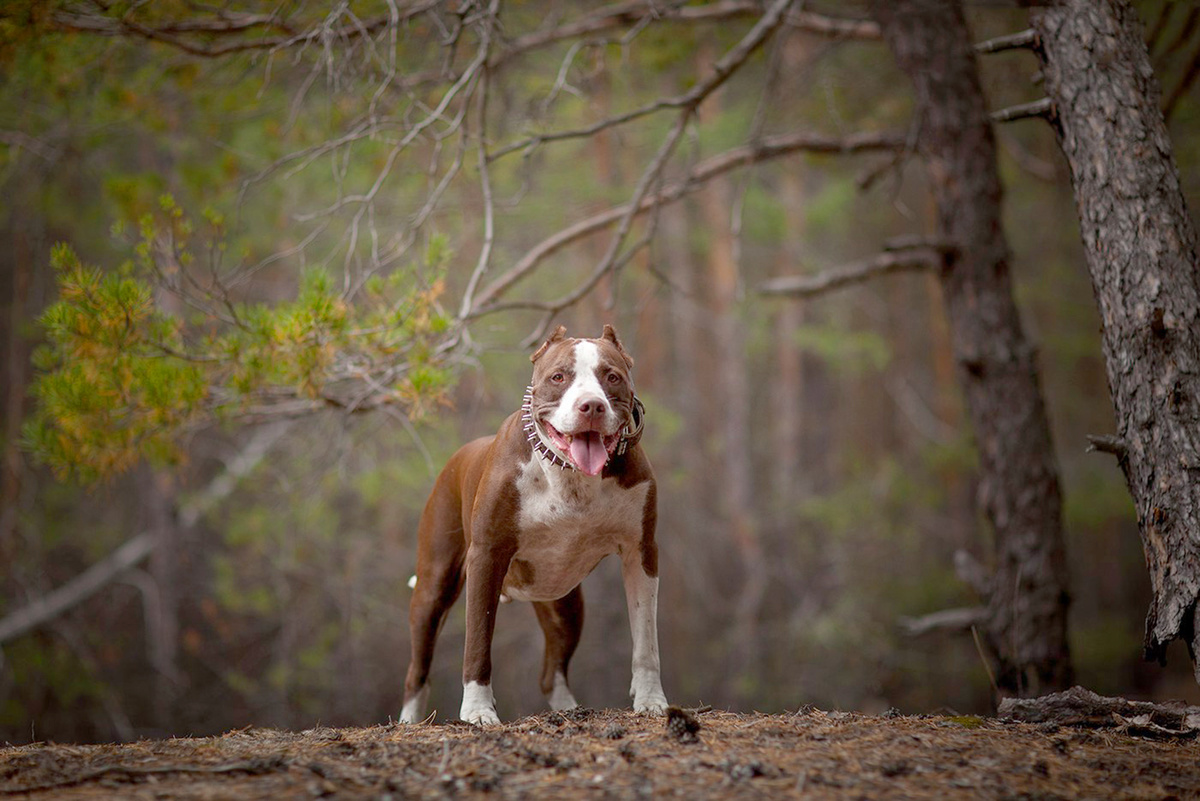 Короткошерстные собаки страдают больше 