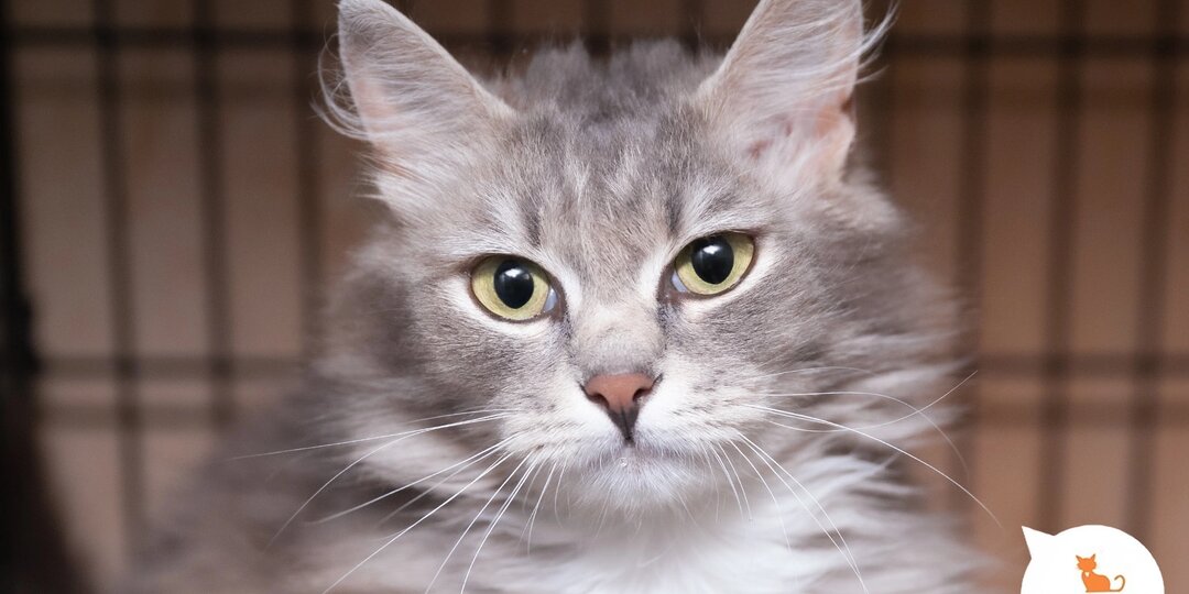 Преобразите свою жизнь и жизнь пушистика