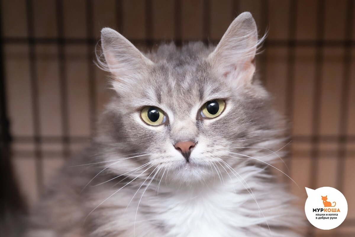 Агальма найдена на улице.