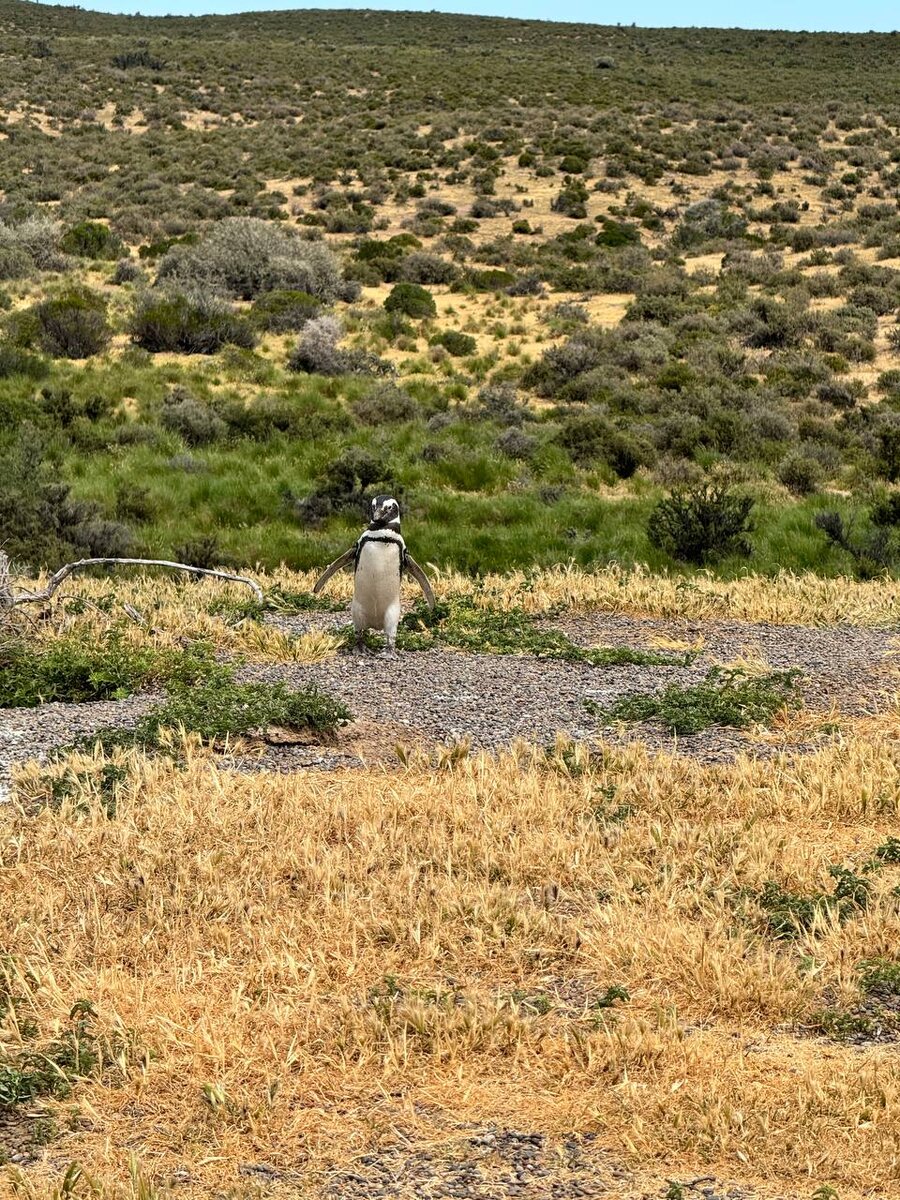 Идет по своим пингвиньим делам