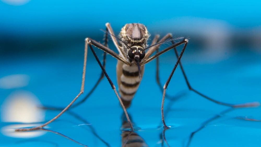    Фото: khlungcenter/Shutterstock/Fotodom